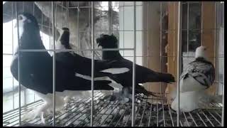 Fancy Pigeons of diffrent Variety in One frame fancypigeon bukhara highflying laka trending [upl. by Noah]