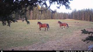 quotIncredible Footage Wild Horses and Grizzlies Togetherquot [upl. by Bergwall]