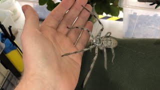 Giant Huntsman Spider from Australia [upl. by Atterg]