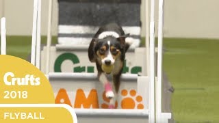 Flyball  Team SemiFinals  Crufts 2018 [upl. by Eissej804]