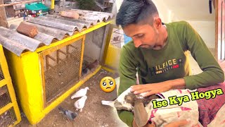 Hamara  Sheraquot Bimar Ho Gaya🥺Or New Pigeon Loft Ki Taiyari Shuru😍 [upl. by Oilasor]