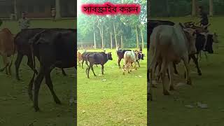 বৃদ্ধ বয়সে 17 টা গরুর মালিক হেরও দা  গরু গুলো অনেক বড় বড়ো reels shorts short [upl. by Yaf]