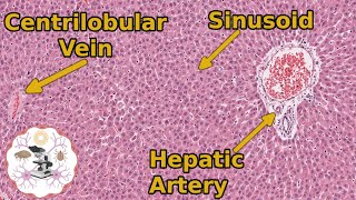 Learn Liver Histology The Basics You Need to Know [upl. by Hadihsar]