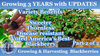 How to Grow amp Harvest Blackberries  3 years with UPDATES  Part 2 of 2 [upl. by Zeni]