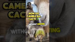 WHY DON’T CAMELS GET HURT WHEN EATING CACTUS [upl. by Devonne]