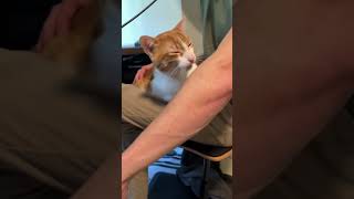 Orange Cat Behavior cats shorts funnyanimals [upl. by Ahsined973]