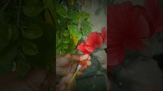 Hibiscus flowers crosspollination viralviralvideo shortvideo [upl. by Lari338]