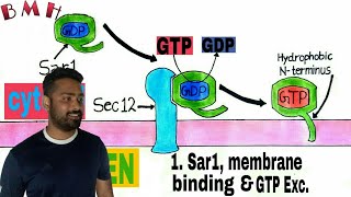 Vesicle Budding  Vesicle Formation and Vesicle Fusion  Vesicular Transport Part2 [upl. by Harlamert]