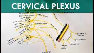 Cervical Plexus  Anatomy Tutorial [upl. by Godfry]