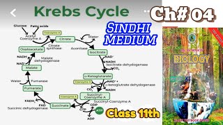 Krebs cycle Chapter 04 [upl. by Africah]