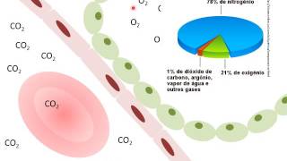 Sistema Respiratório  Hematose [upl. by Lovett507]