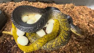 First eggs 2024 YELLOW TAIL CRIBOS [upl. by Esinned221]