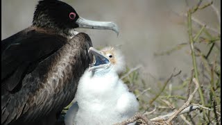 Facts The Magnificent Frigatebird [upl. by Ayam422]