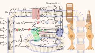 Phototransduktion  Wie sehen wir [upl. by Dnomde]