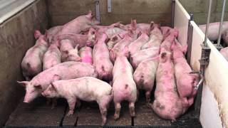 Smart Pig Handling  Part 1 of 2  Basic Pig Behaviour [upl. by Haldi]