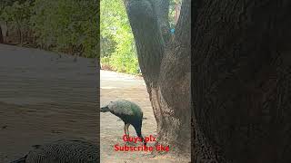 Banjara hills KBR parkshortvideoviral [upl. by Wittie]