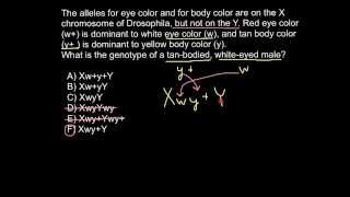 What is hemizygousity [upl. by Anirbak]