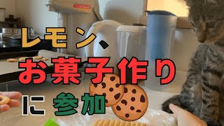 レモン（猫）、お菓子作りに参加 はれときどきレモン [upl. by Gerfen598]