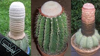 5 Tipos De Melocactus [upl. by Ahgem]