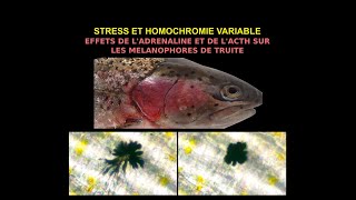 Stress et homochromie Effets antagonistes adrénaline vs ACTH sur mélanophores [upl. by Ardnahc]