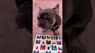 25 Day Dog Advent Calendar 🦴 frenchie youtube dog dogsofyoutube adventcalendar [upl. by Ajnot]