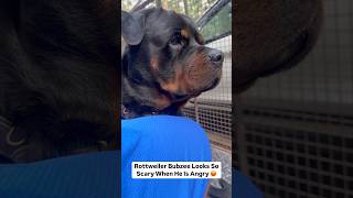 Rottweiler Bubzee Gusse Mein Bohot Khatarnaak Lagta Hai shorts dogs rottweiler youtubeshorts [upl. by Barton]