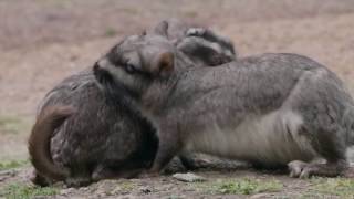 Documental Vizcachas De la plaga a la extinción [upl. by Acinoda]