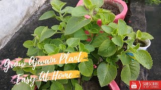 How to grow ajwain plant easy at home  How to grow ajwain plant from cutting [upl. by Neltiak825]