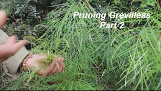 Pruning Grevilleas Part 2 [upl. by Clarissa]