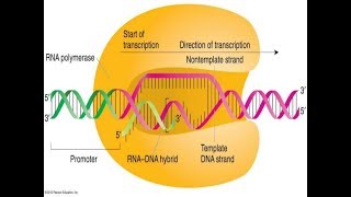 Транскрипција  синтеза на RNA  Молекуларна биологија [upl. by Annmaria169]