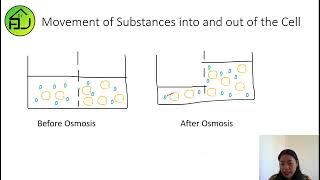 Transport of substances into and out of the cell part 2 Osmosis [upl. by Hathcock]