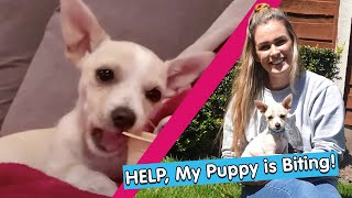 Vlog HELP My Puppy is Biting  Puppies in Lockdown [upl. by Wager]