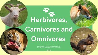 Herbivores Carnivores and Omnivores  What Animals Eat  Types of Animals  Science Lesson for Kids [upl. by Nesral]