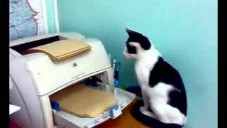 Katze vs Drucker  cat vs printer [upl. by Eidaj515]