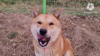 웃음짓는 진돗개 황토Korean Jindo Dog 🐕 [upl. by Ientruoc484]