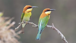 Chestnut headed bee eater  bee eater  Wildlife Photography ।Birding । Ujjal SarkarRocky [upl. by Ayhtnic]