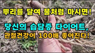 뿌리를 달여 물처럼 마시면당신의 습담증 다이어트관절건강이 100배 좋아지는 명품뿌리 [upl. by Eiten]