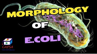 Inside E coli A Detailed Look at Its Morphological Structure [upl. by Newlin]