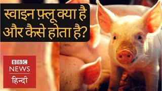 Swine Flu Everything you want to know about deadly disease BBC Hindi [upl. by Hezekiah]