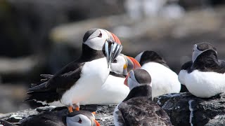 Puffins [upl. by Karlee112]