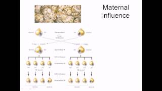 Maternal effect in gene expression [upl. by Melina]