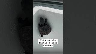 🐢This is the turtles last chance  脱獄！もうおしまいだ！turtle 亀 escape [upl. by Sirromal982]