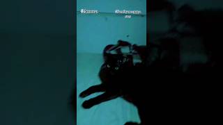 CAT AMORA VIRAL TRENDFamilycreepypastas catlover catvideosgatos [upl. by Joete58]