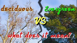 How to understand the difference between evergreen and deciduous trees [upl. by Sucam867]