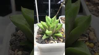 Haworthia Retusa blooming flower succulent haworthia [upl. by Scheider]