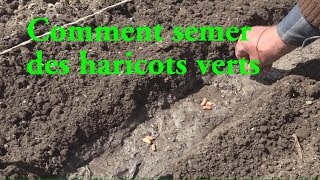 Haricots verts COMMENT LES SEMER LC VIDEO [upl. by Clareta]