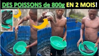 il réussi à produire des poissons de 800g en 2 MOIS  CONSEILS PRATIQUES [upl. by Llednik]