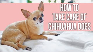 How to Take Care of Chihuahua Dogs [upl. by Tsan]