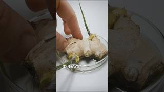 Ginger Root timelapse [upl. by Baudelaire170]