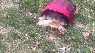 Stump Sulcata Tortoise 2yrs snow squall [upl. by Htebyram]